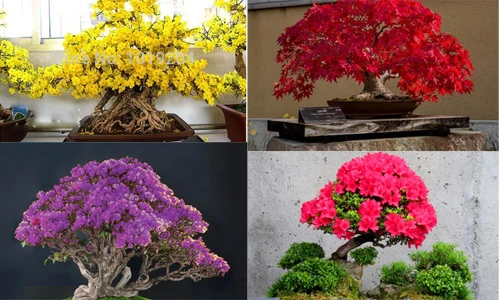 Những chậu bonsai màu sắc rực rỡ hút hồn người xem