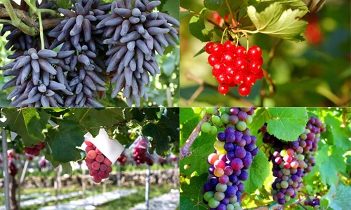 Kinh ngạc những giống nho kỳ dị hái ra tiền