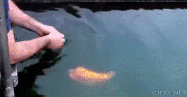 Chú cá thân thiện.