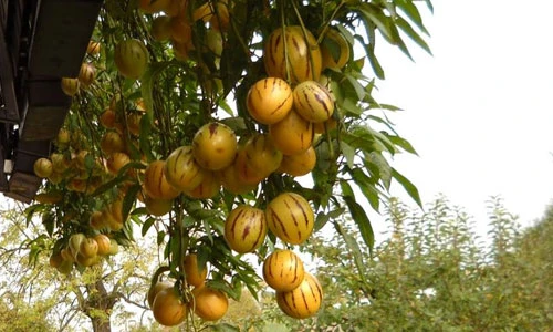 Tận mục giống dưa hấu vàng Pepino “hái ra tiền”