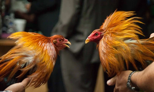 Tận mục trang trại nuôi gà chọi khổng lồ hái ra tiền