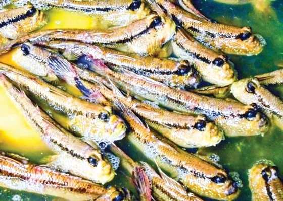 Khám phá món cá thòi lòi có hình dáng kỳ dị ở Cà Mau