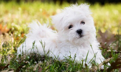 11 giống chó tuyệt vời nhất thế giới