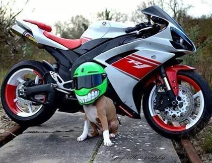 Khoảnh khắc siêu dễ thương của động vật (18)