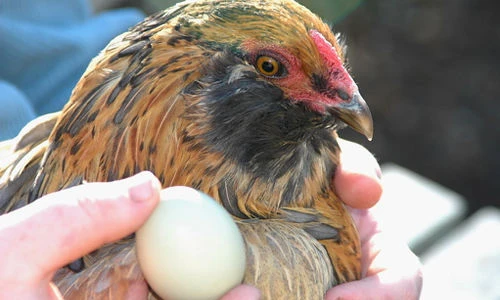 Sốt xình xịch gà đẻ trứng xanh quý hiếm