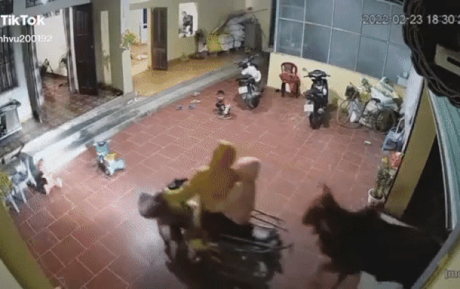 'Khách không mời' lao thẳng vào nhà, cả gia đình chạy tán loạn 'Khach khong moi' lao thang vao nha, ca gia dinh chay tan loan