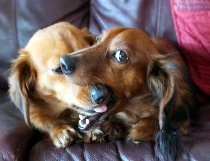 Khoảnh khắc dễ thương của động vật (14)