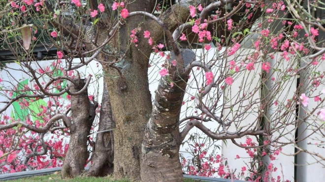 Cận cảnh đào rừng cổ thụ lên thành phố với giá khủng