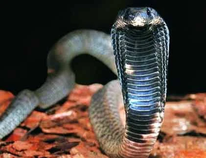 Top 10 loài rắn độc nguy hiểm nhất thế giới