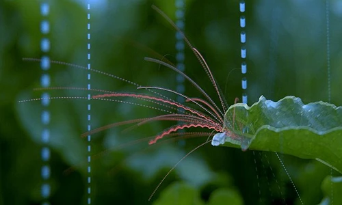 Xem giọt nước mưa phát tán bệnh khi rơi trên lá cây