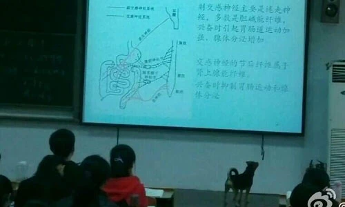 Chuyện lạ: Chó đi “học đại học” ở Trung Quốc