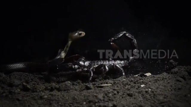 Video: Hổ mang Java đại chiến bọ cạp độc khi vừa chào đời