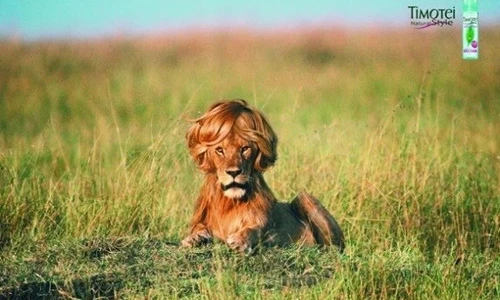 Cười ngả nghiêng những biển quảng cáo siêu hài hước