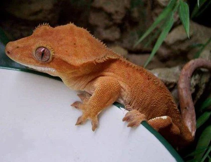 Những động vật quý tuyệt chủng bất ngờ “tái sinh“