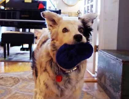 Chaser – chú chó thông minh nhất thế giới