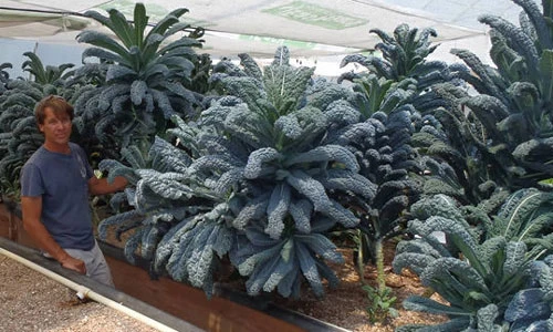 Tận mục giống cải lạ cao bằng đầu người 80.000 đồng/kg