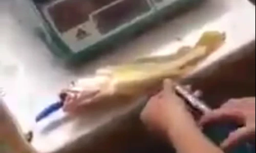 Tận mắt nhìn thủ đoạn bơm nước vào cá để kiếm lời