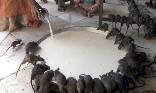 Ảnh độc chỉ có ở Ấn Độ (10)