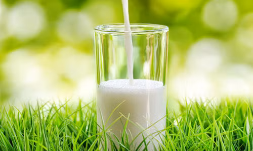 Không ngờ sữa dê còn tốt cho sức khỏe hơn cả sữa bò