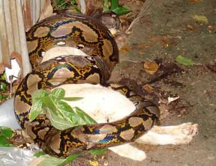 Kinh hoàng trăn “quái vật” nuốt chửng con mồi “khủng” (8)