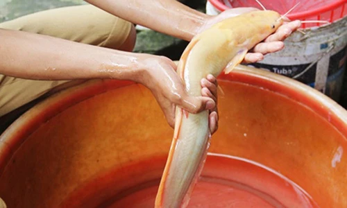 Kinh ngạc loạt vụ bắt được lươn, cá, rùa vàng kiếm khối tiền