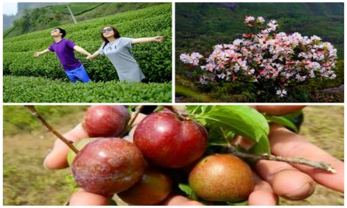 Tháng 4 lên Mộc Châu ngắm đỗ quyên, hái mận đào chín