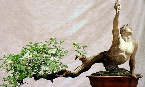 Những chậu bonsai hình thù siêu kỳ lạ