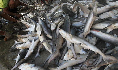 Rùng mình cảnh xẻ xác cá mập chất đống ở chợ Indonesia