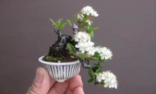 Mê mẩn những chậu bonsai mini nằm trong lòng bàn tay