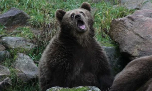 Khoảnh khắc hài hước trong vườn bách thú