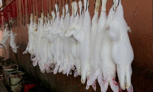 Hình ảnh kinh dị ở các xưởng lột da thú
