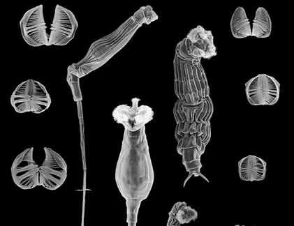 Điểm danh những loài vật kỳ dị tự chửa rồi đẻ