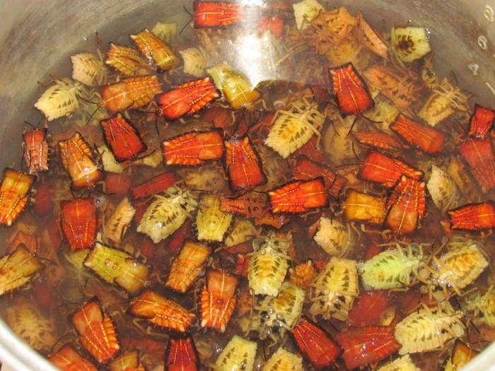 Kinh dị đặc sản bọ xít rang được dân sành ăn săn lùng