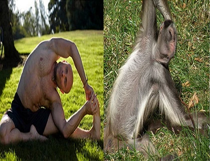 Khi động vật luyện tập thể thao (1)