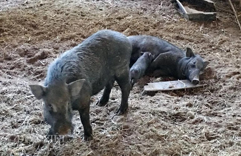 “Tứ độc đặc sản” nổi tiếng đất Quảng Ngãi