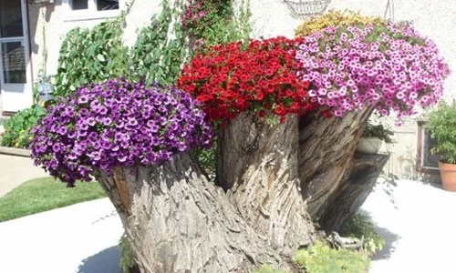 Cách hô biến gốc cây thành chậu hoa trang trí đẹp mắt
