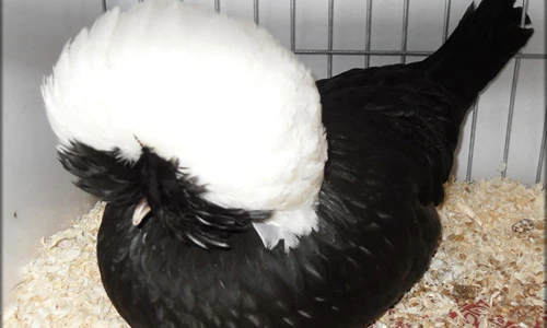 Tận mục gà cảnh đầu xù nghìn đô hút hồn đại gia Việt