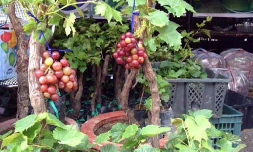 Cây ăn quả lên chậu cảnh phục vụ chưng Tết