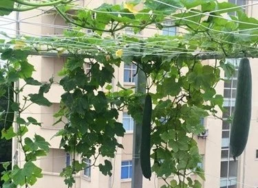 Vườn rau trái lúc lỉu trên sân thượng của giảng viên đại học