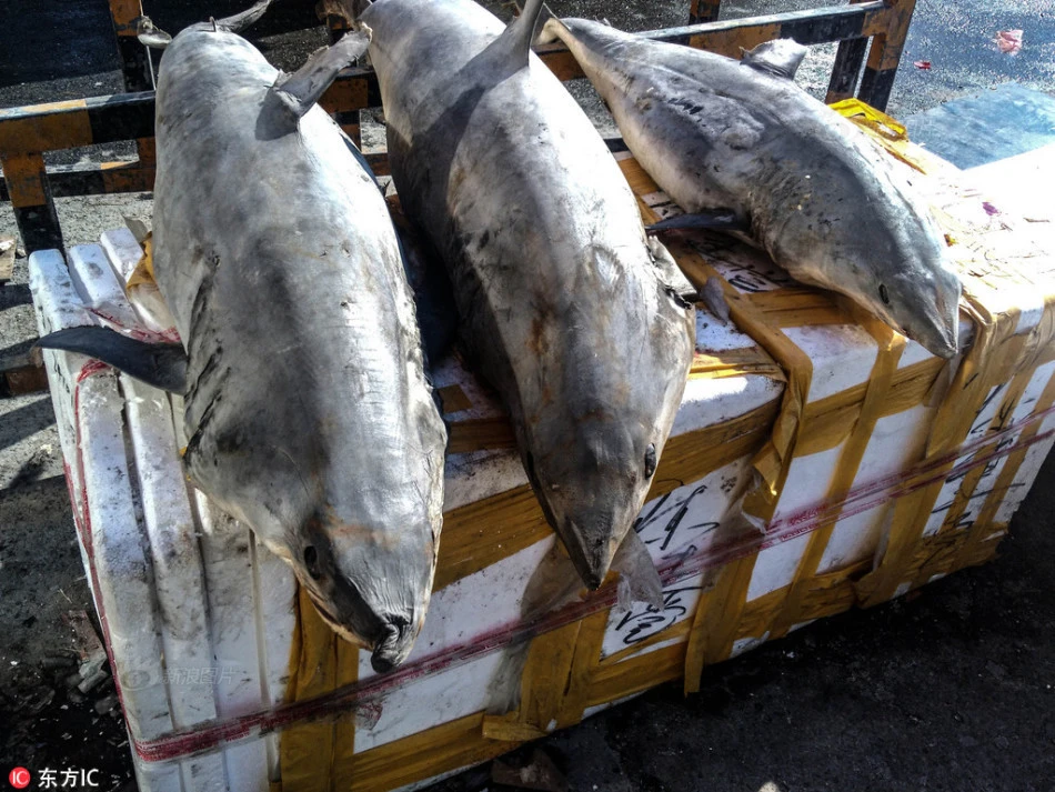 Những loại cá cực ngon nhưng kịch độc, ai đi biển tuyệt đối không ăn