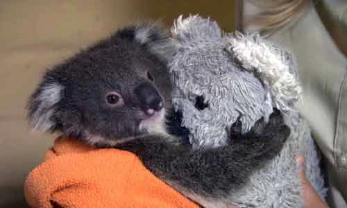 Ảnh động vật mồ côi làm tan chảy trái tim bạn