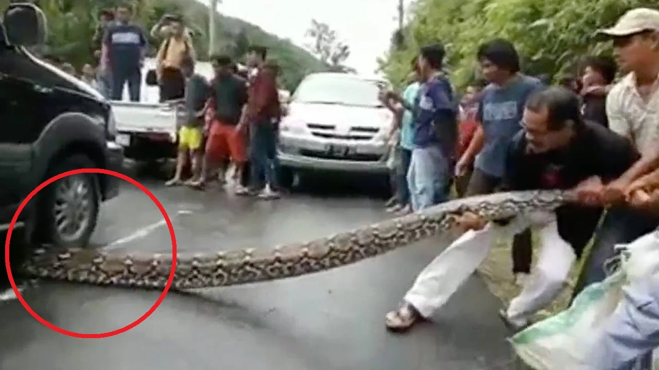 Video: Trăn khổng lồ dài 10m bị ô tô cán, dân hò nhau hiệp lực giải cứu