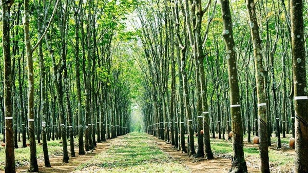 Hàng trăm ha đất bị “neo giữ” bởi 4 công ty cao su. Ảnh minh họa dong-nai-2.jpg