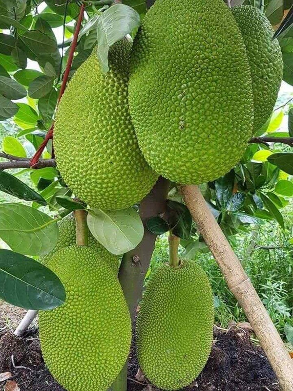 Mít giống Thái Lan anh-mit-giong-thai-lan.jpg