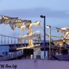 Tàu hải quân Mexico đâm vào cầu Brooklyn, nhiều thương vong