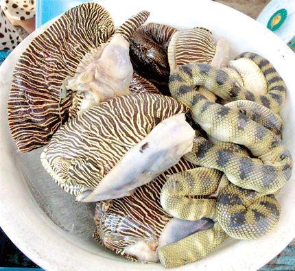 Rắn biển thường được thương lái trả giá tiền triệu/kg, thời điểm rộ lên loại đặc sản này bồi bổ quý ông như "thần dược", giá rắn biển thổi lên gấp 2-3 lần.