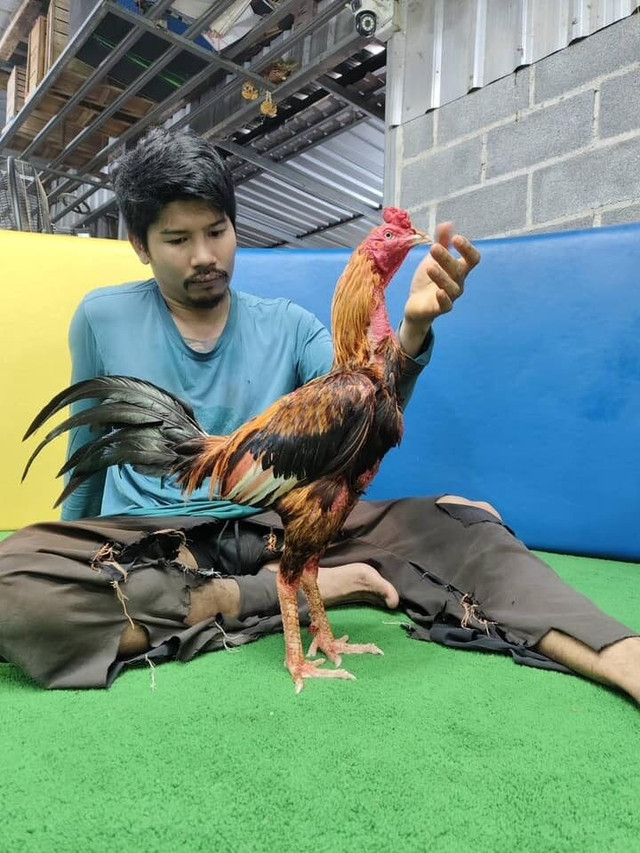 Chú gà chọi được bán hơn 5 tỷ đồng. Ảnh: Khaosod ga-choi2.jpg