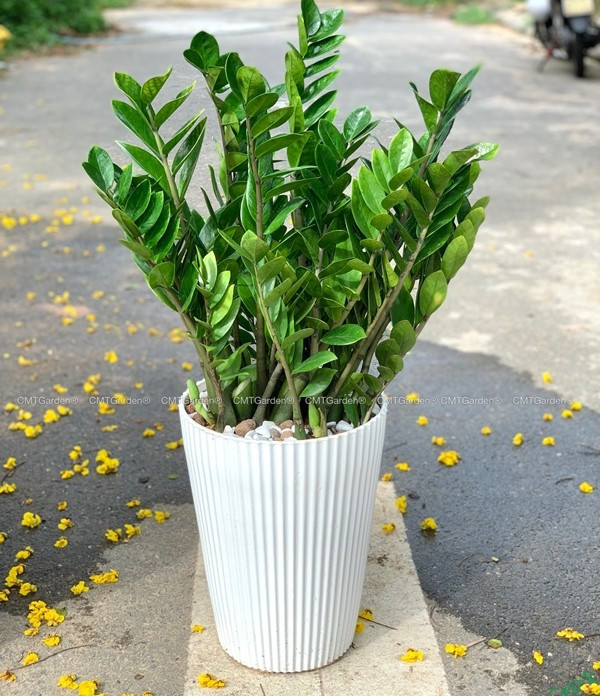 Ảnh: CMT Garden cay-kim-tien.jpg