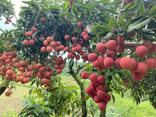 Màu đỏ vải được coi là màu của tài lộc. Ảnh minh họa cay-canh3.jpg