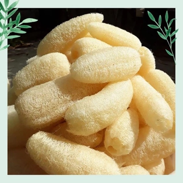 Xơ mướp ở Việt Nam giá rất rẻ. Ảnh: Shopee xo-muop1.jpg